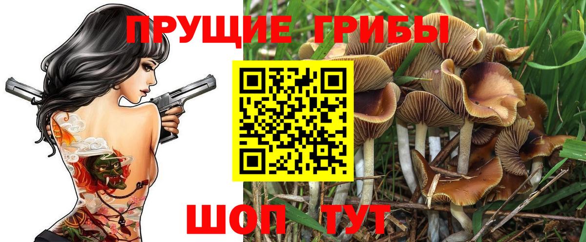 Псилоцибиновые грибы Psilocybe Людиново